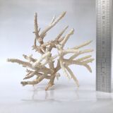 Pacific coral branch