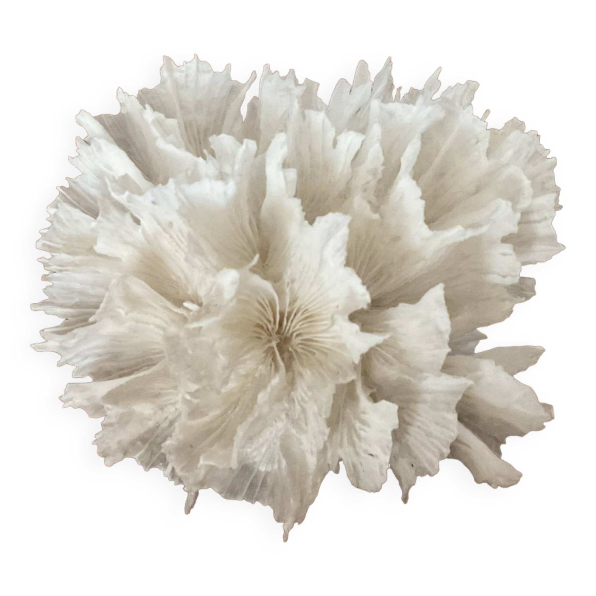 Corail dentelle blanc