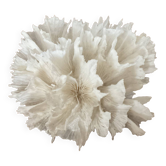 Corail dentelle blanc