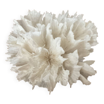 Coral lace white