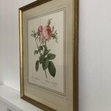 Lithographie Rose Redouté