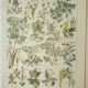 Old engraving 1922, Poisonous plants, flora, plant, flower • Lithograph, Original plate