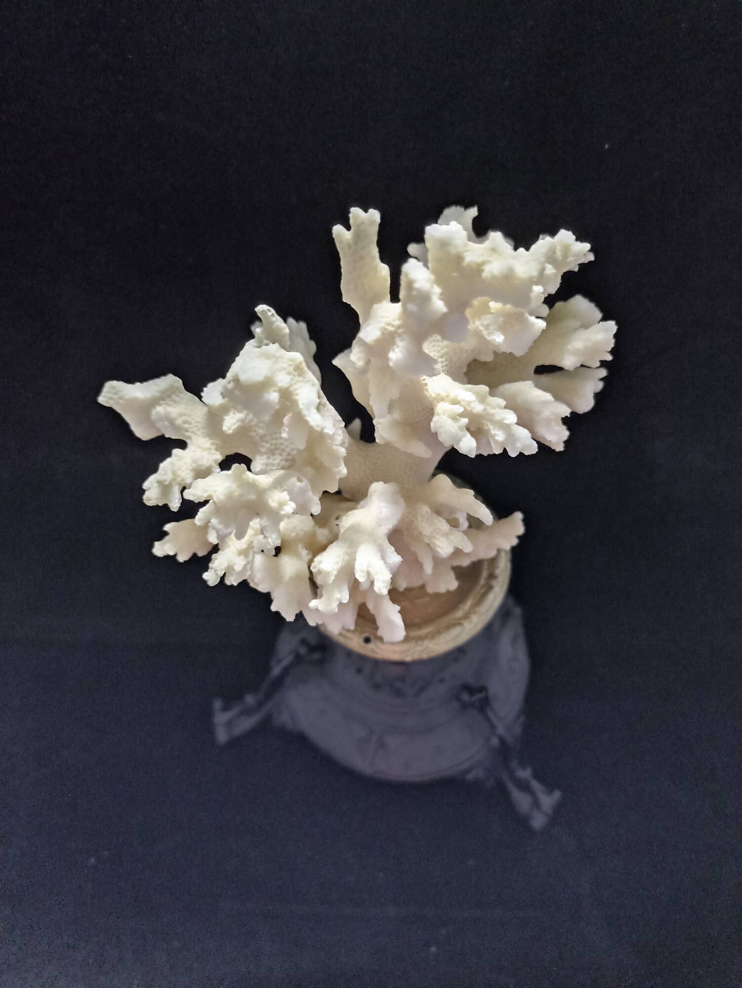 White coral mounted on spelter base for cabinet of curiosities