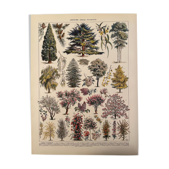 Lithograph engraving on ornamental tree gardens (cedar) from 1928