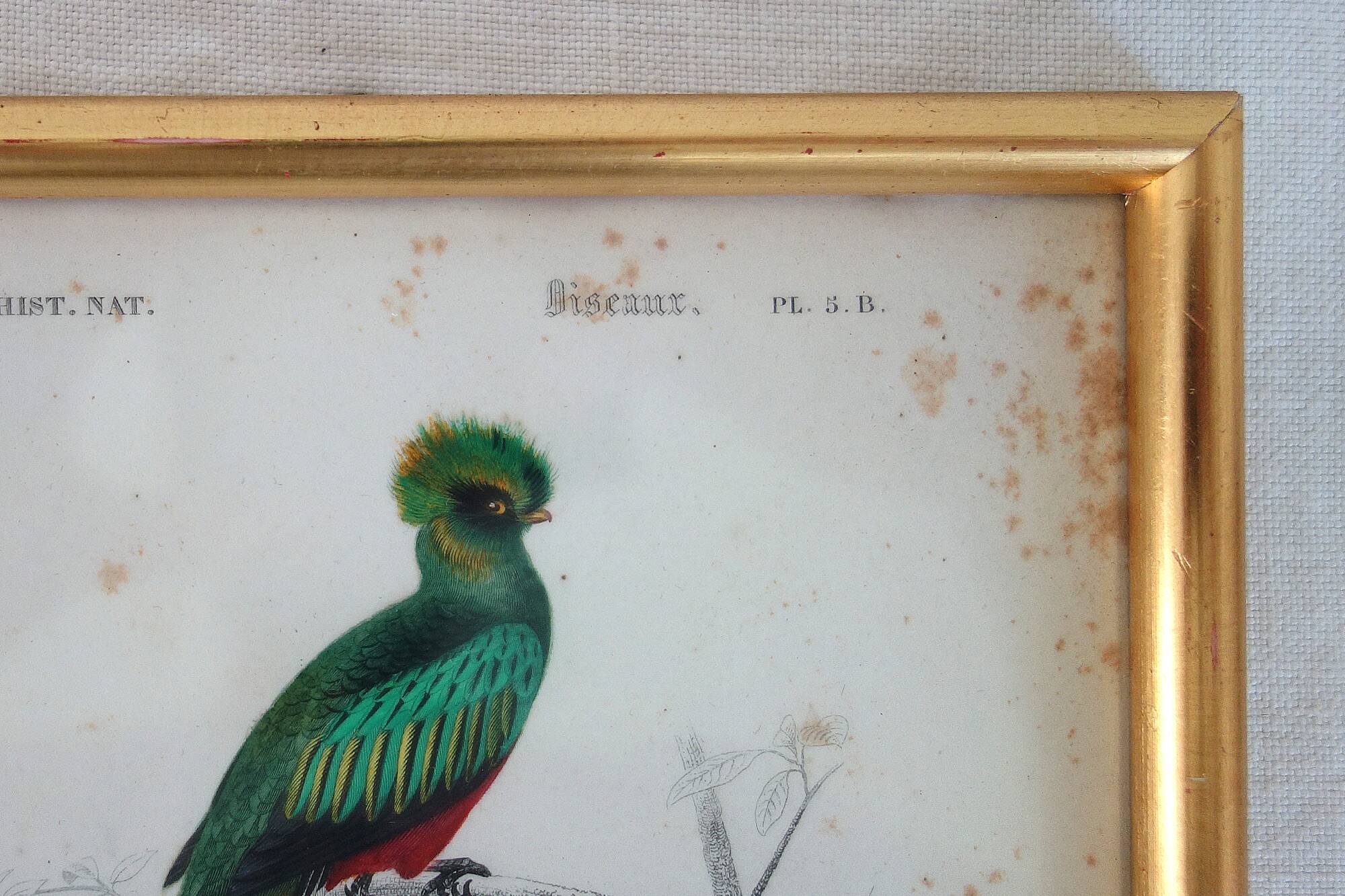 5 framed antique bird engravings