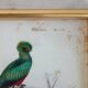 5 framed antique bird engravings