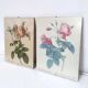 Lot 2 Frames botanical illustration flower rose