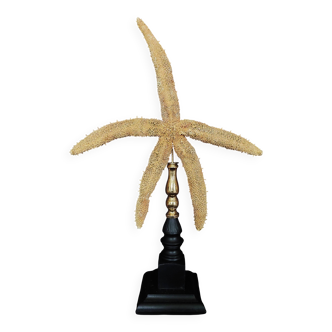 Cabinet of Curiosities: Starfish (Thromida catalai) on a pedestal