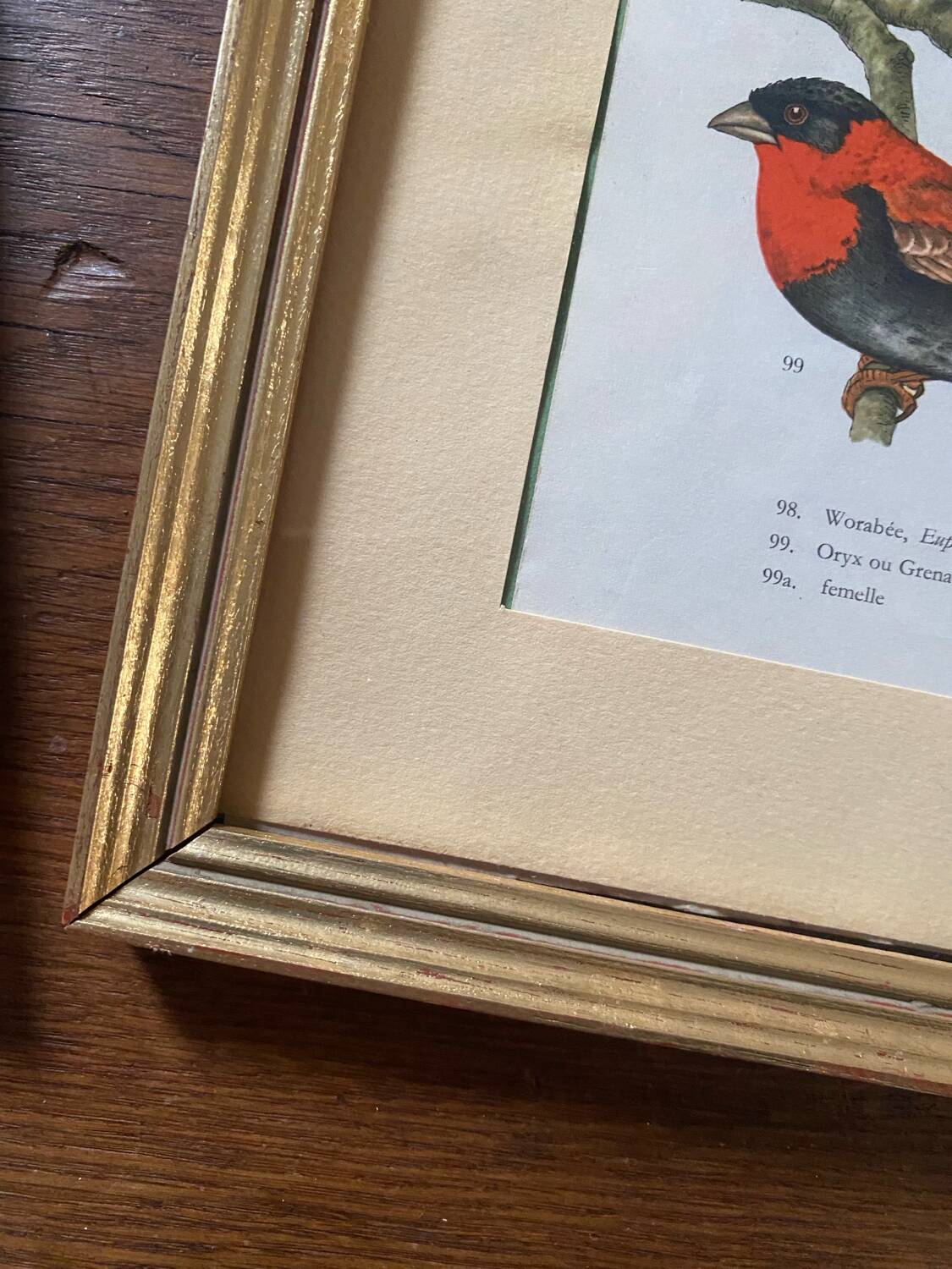 Ornithological frames “birds in cages”.