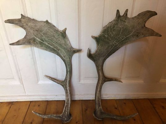 Pair of deer antlers