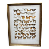 Antique color lithograph of butterflies; dimensions: height - 36.5 cm