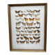 Antique color lithograph of butterflies; dimensions: height - 36.5 cm