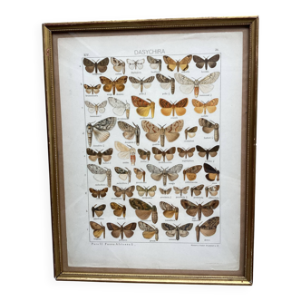Antique color lithograph of butterflies; dimensions: height - 36.5 cm