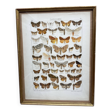 Antique color lithograph of butterflies; dimensions: height - 36.5 cm