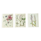 Set of 3 antique flower engravings