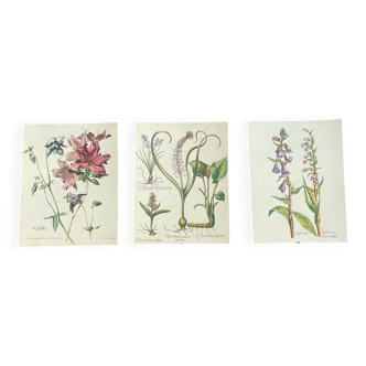 Lot de 3 gravures de fleurs anciennes