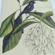 Old bird engraving - Chickadee - Zoological plate by Seligmann & Catesby. 1973