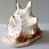 Blackcurrant shell cornuta