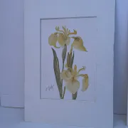 Duo d’aquarelles de Cecil Romey
