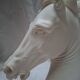 Horse head A. Giannelli