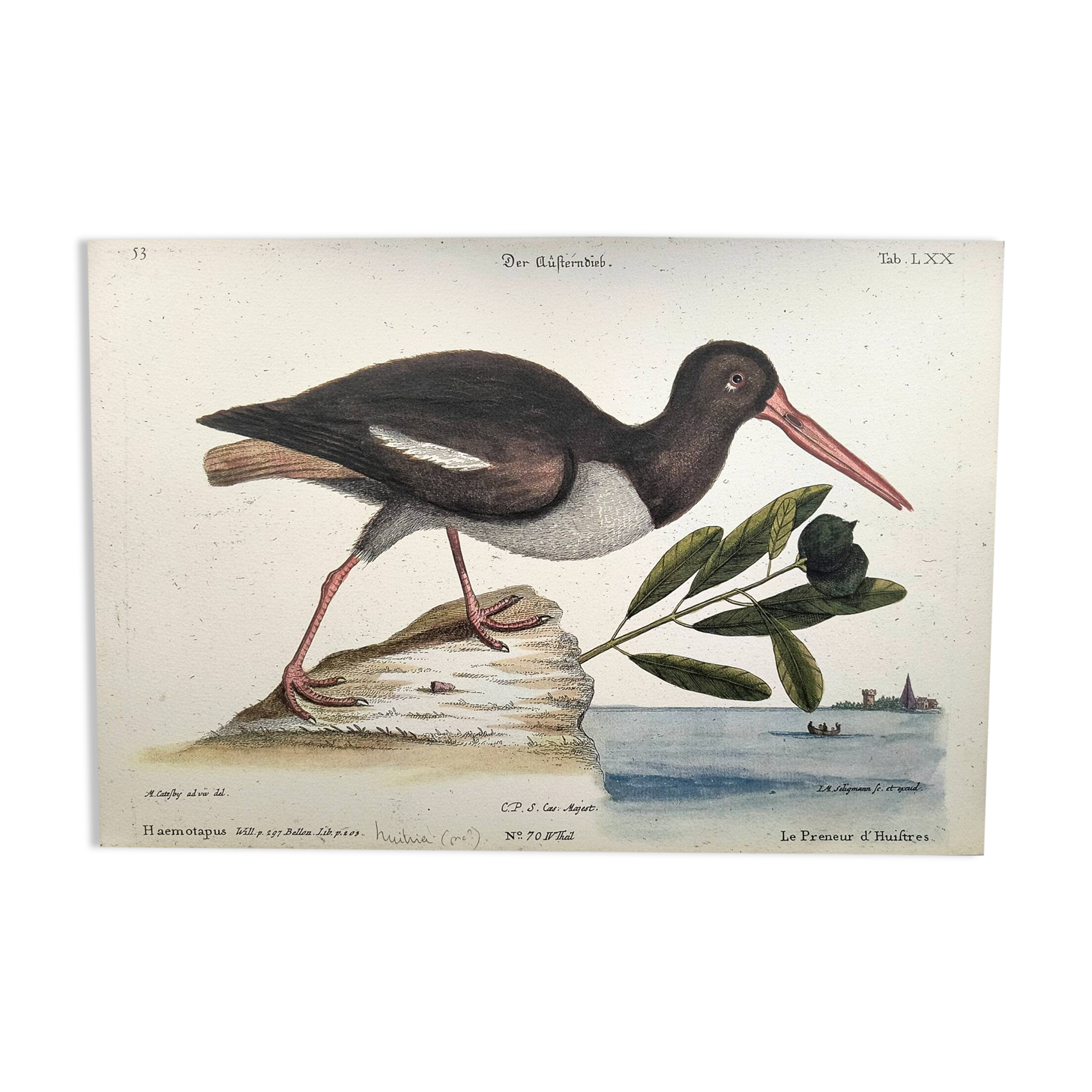 Antique bird plate - The Oyster Taker - beautiful engraving by Seligmann