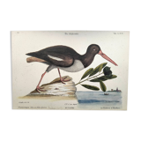 Planche ancienne oiseaux -Le Preneur d'huitres- belle gravure de Seligmann