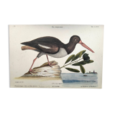 Planche ancienne oiseaux -Le Preneur d'huitres- belle gravure de Seligmann