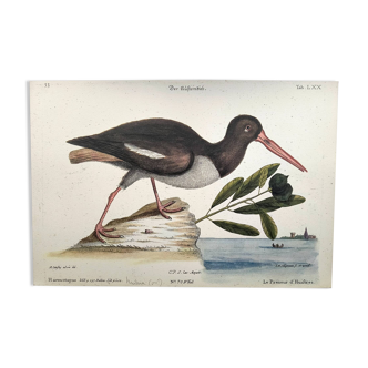 Antique bird plate - The Oyster Taker - beautiful engraving by Seligmann