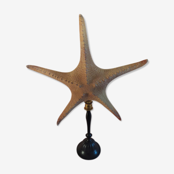 Cabinet of Curiosities starfish poraster superbus 33 cm on base