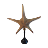 Cabinet of Curiosities starfish poraster superbus 33 cm on base