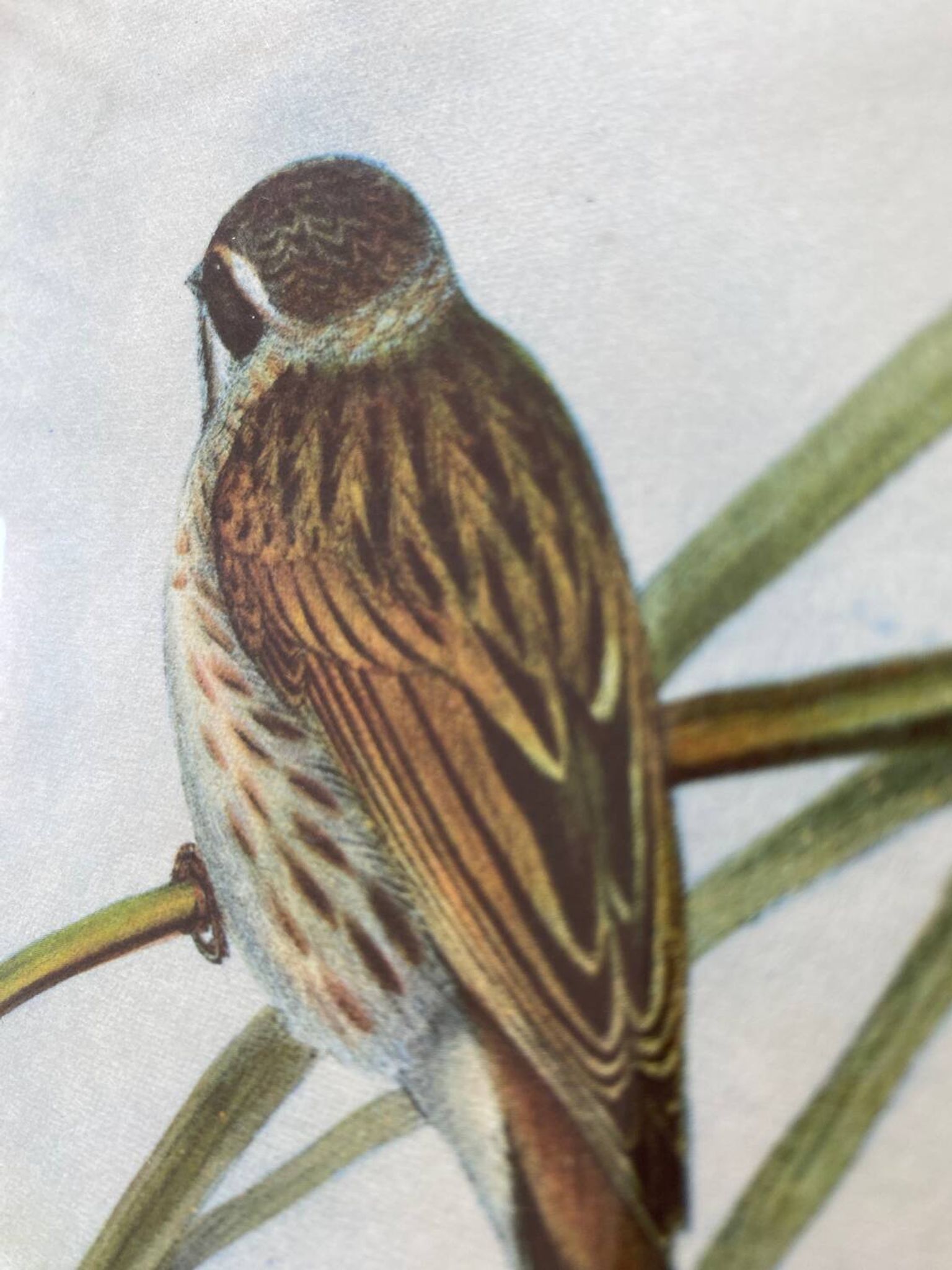Large ornithological board