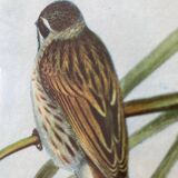 Large ornithological board