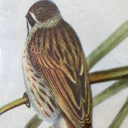 Large ornithological board