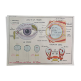 Vintage School Poster - Anatomy -