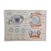Vintage School Poster - Anatomy -
