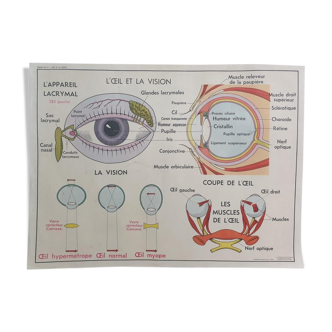 Vintage School Poster - Anatomy -