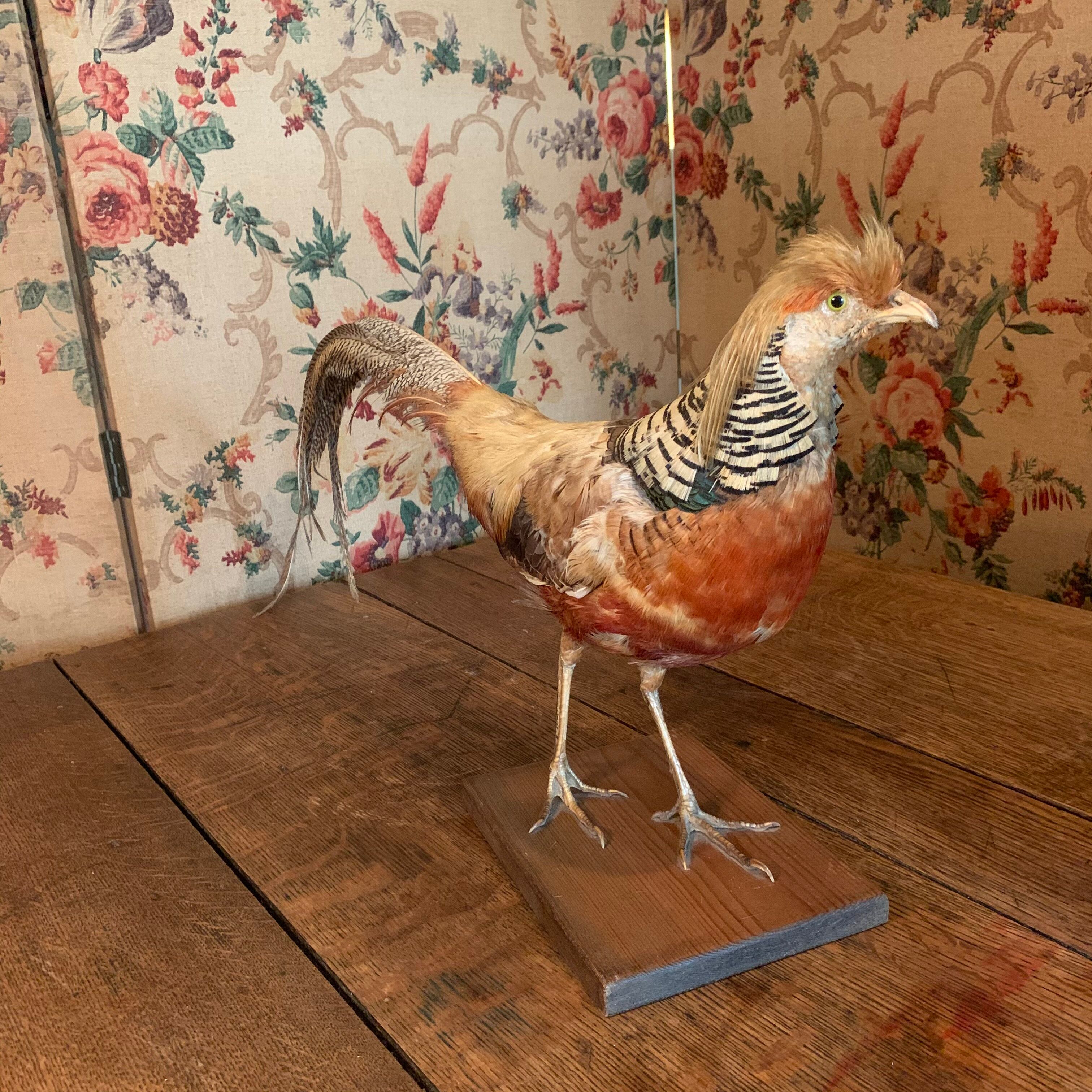 Naturalized golden pheasant taxidermy