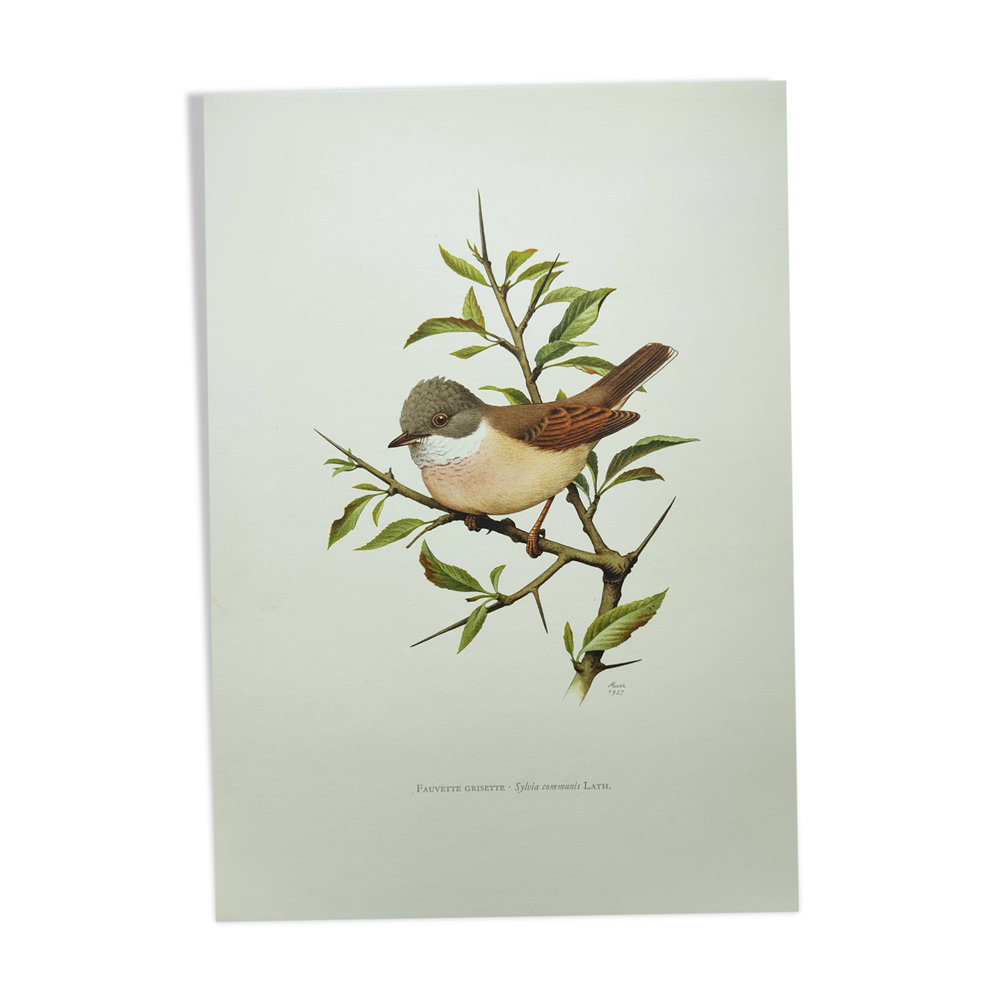 Old bird board 1960 - Black-headed Warbler - Animal illustration