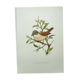 Planche oiseaux 1960 - Fauvette à Tête Noire - Illustration animale