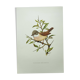 Old bird board 1960 - Black-headed Warbler - Animal illustration