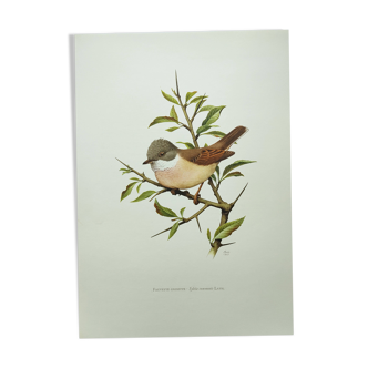Planche oiseaux 1960 - Fauvette à Tête Noire - Illustration animale