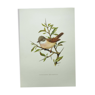 Old bird board 1960 - Black-headed Warbler - Animal illustration