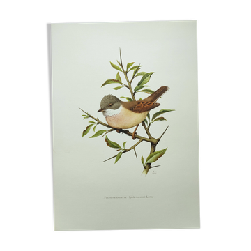 Planche oiseaux 1960 - Fauvette à Tête Noire - Illustration animale