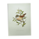 Old bird board 1960 - Black-headed Warbler - Animal illustration