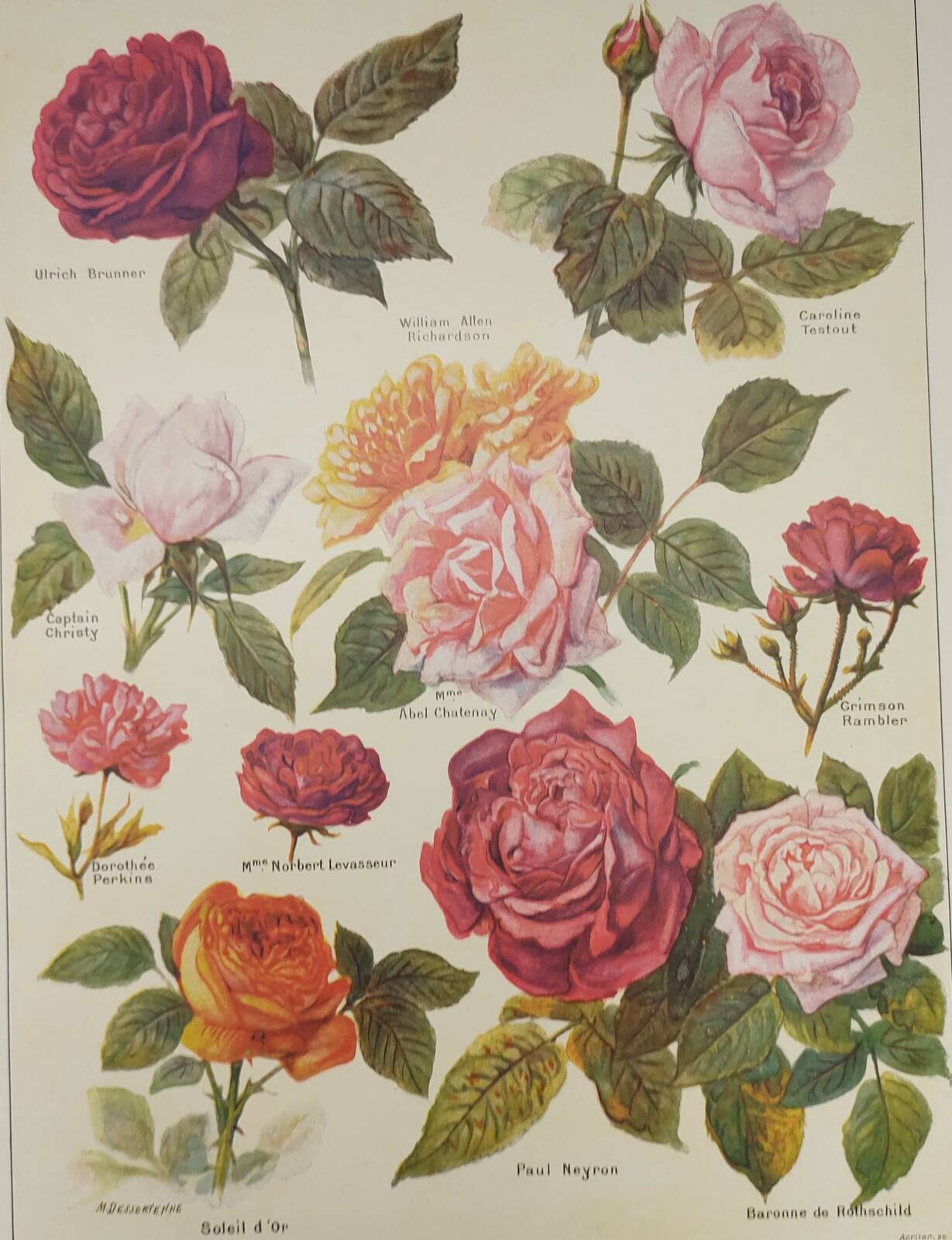 Gravure Originale de 1922 - Roses - Planche ancienne de  fleurs de J.M Dessertenne