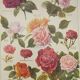 Gravure Originale de 1922 - Roses - Planche ancienne de  fleurs de J.M Dessertenne