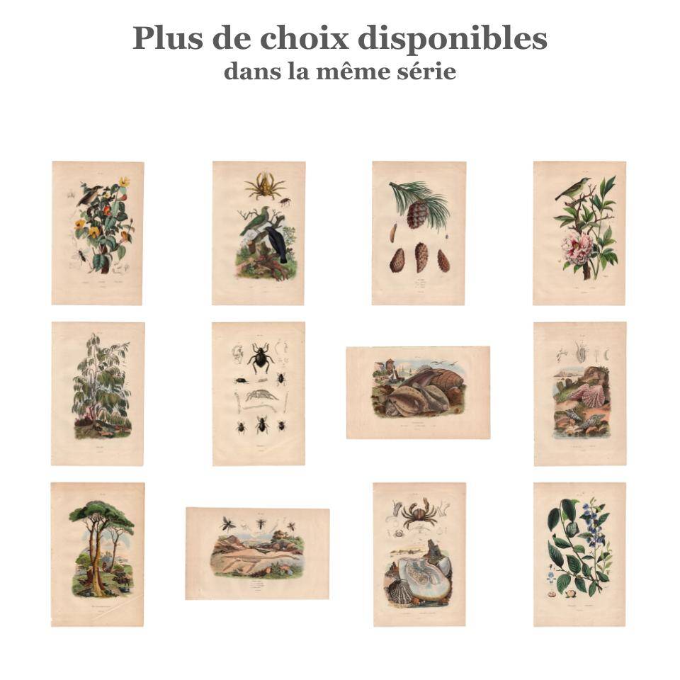 Gravure ancienne de 1839 - Arbre Pipal - planche Botanique vintage