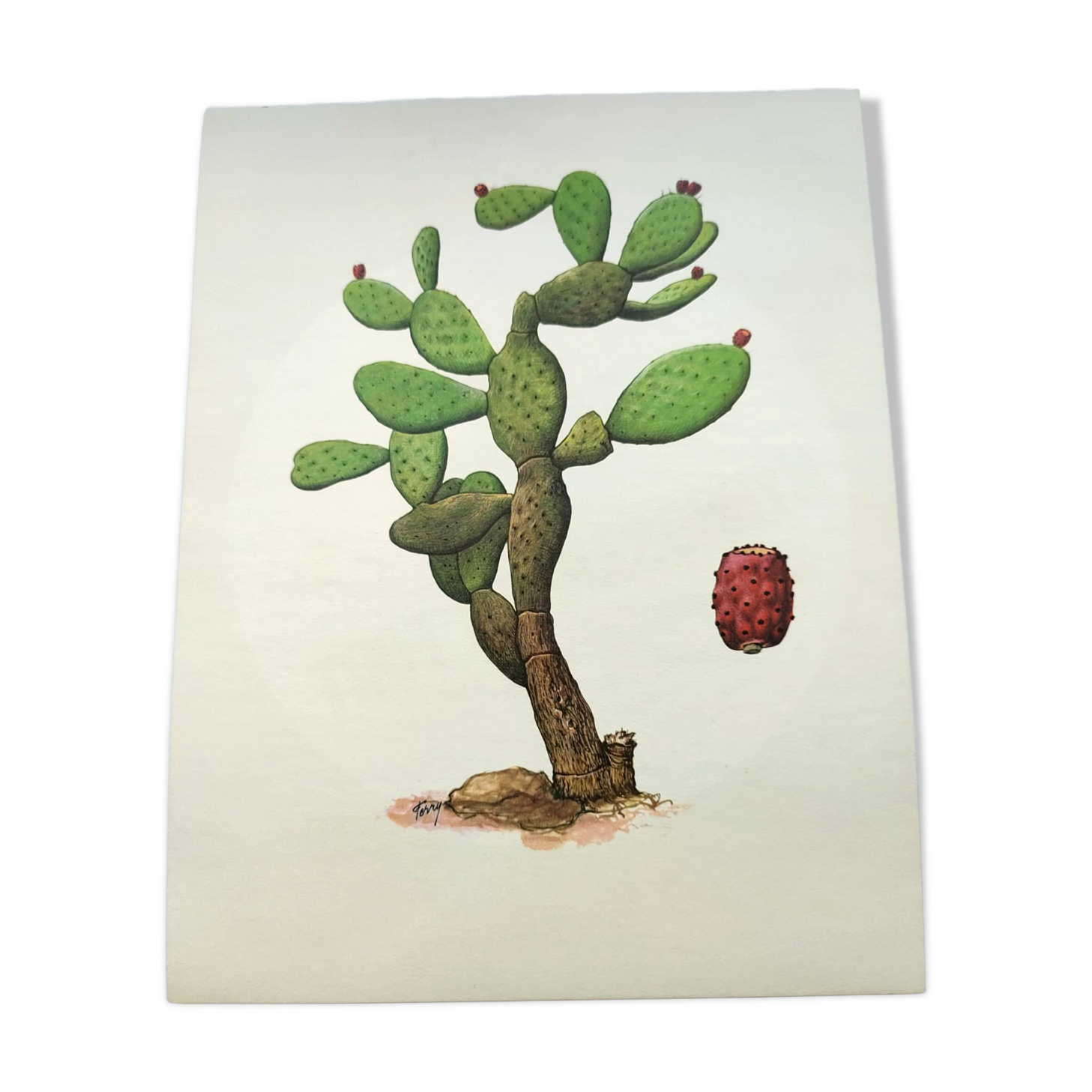 Illustration of a prickly pear tree - Vintage botanical nature plate 1960
