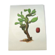 Illustration of a prickly pear tree - Vintage botanical nature plate 1960