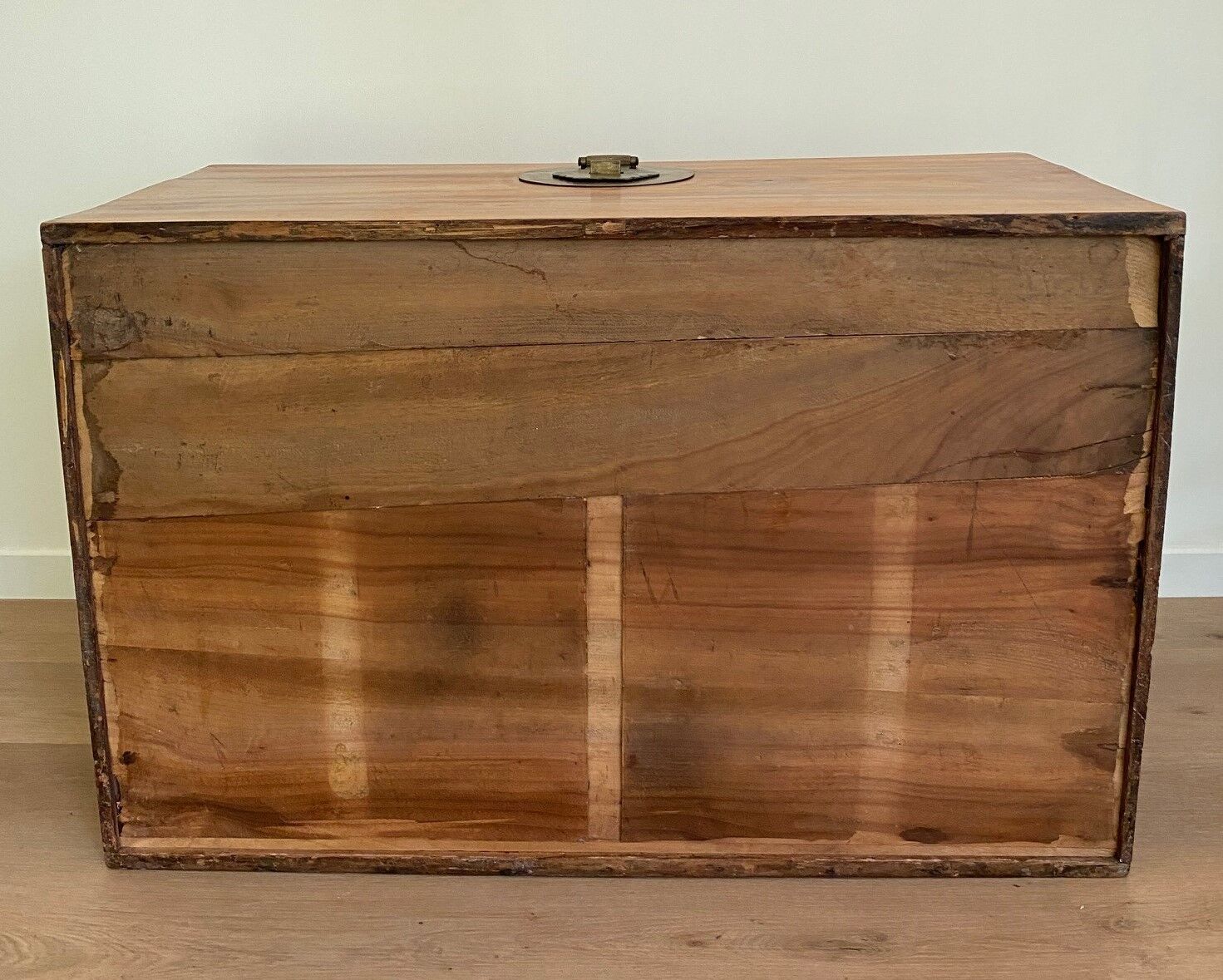 Chinese chest in camphor tree